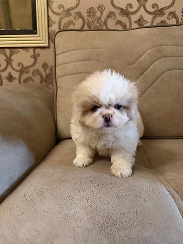 İtlər: Pekines, 2 ay, Peyvəndli, Ünvandan götürmə, Pulsuz çatdırılma, Ödənişli çatdırılma — 8