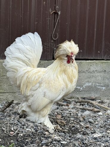 карлик парода курица: Продаю карлика породы Султанка, белого окраса, возраст - 1 год. Торг