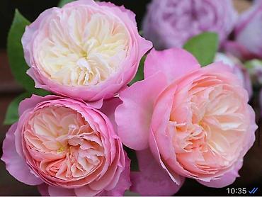 Роза: Чайно- гибридные розы для сада! 
Гарантия сорта!!!
 ул. Ташкентская, 9 — 4