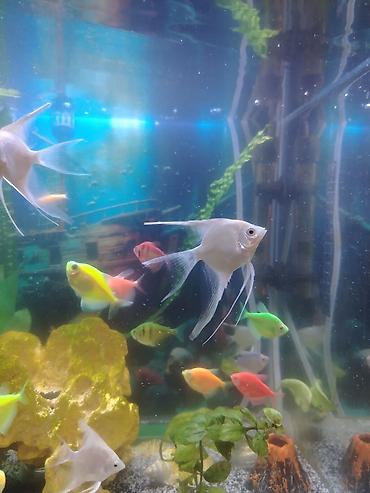 beta balığı qiymət: Dördbucaq akvarium, Balıqlarla birlikdə, 70 l, Ödənişli çatdırılma, Rayonlara çatdırılma, Ünvandan götürmə — 3
