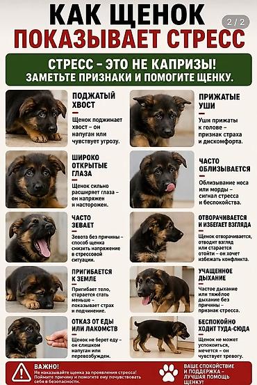 кой ош: Услуги кинолога: дрессировка, коррекция поведения и социализация — 2