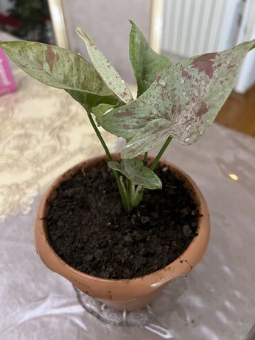 Otaq bitkiləri: Butun guleri endirimnen satiram ancag xanimlara satiw olur cox gul — 30