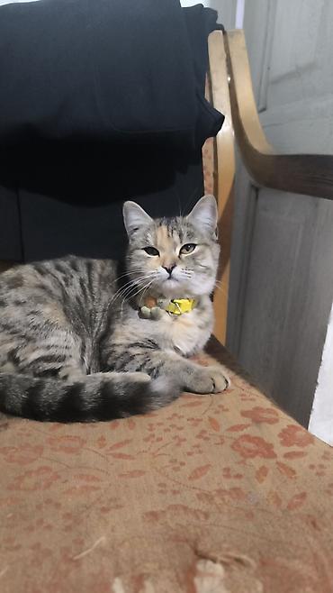 сколько стоят сфинксы кошки: Кошка даром: Скотиш Страйт (Шотландская прямоухая), 5 месяцев, Девочка, Проглистована — 1