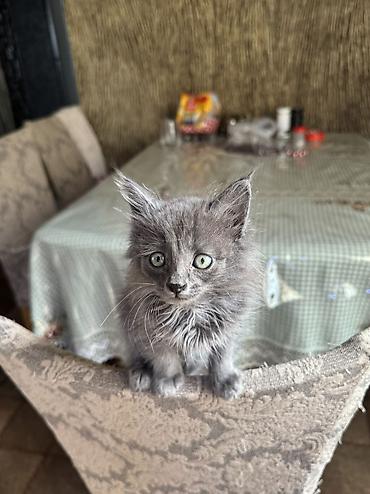 домашний животные: Кошка даром: Беспородная, 2 месяца, Мальчик, Приучена к лотку — 6