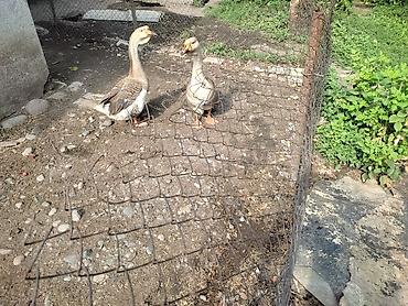 Другие с/х животные: Домашние гуси - Порода: линда+крупные серые (характерный «шишак» на — 9