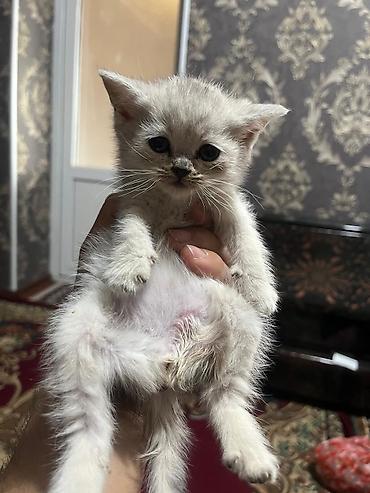 Продажа кошек: Шотландские котята, серебристо‑серые, плюшёвая шерсть. Ушки у части — 2