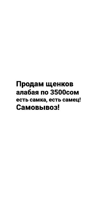 алабай самка: Щенки алабая. В наличии самец и самка. Цена: 3500 сом за щенка. Только — 1
