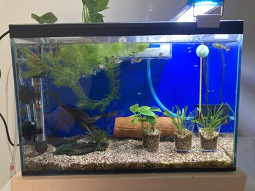 светильник для аквариума: Продается аквариум 25 литров, со всем оборудованием,рыбки гуппи 5шт с