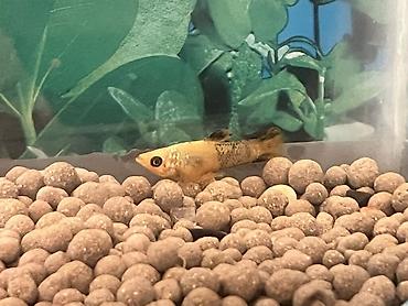 Balıqlar: Sülhsevər, Ünvandan götürmə — 3