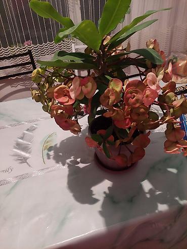 светодиодная лента бишкек цена: Продаю комнатные 💐 цветы г.Каракол — 1