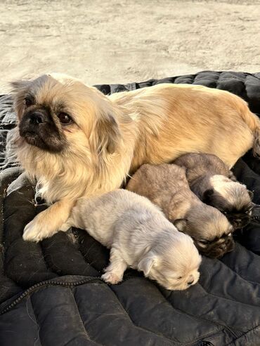 it yemeyi: Pekines, 1 ay, Erkek, Ünvandan götürmə, Ödənişli çatdırılma, Rayonlara çatdırılma