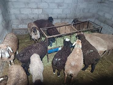 Продам с/х животных: Продаю | Овца (самка), Баран (самец) — 2