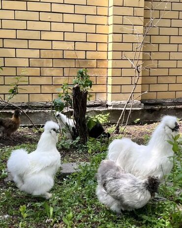 китайский шелковый куры: Продаю подрощенных цыплят! Китайский шелк! Чёрное мясо! Декоративная