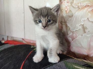 лысый кот сфинкс: Очень милый, сообразительный, игривый и благородный котенок. Ручной и