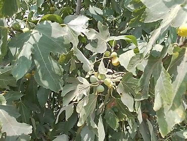 lalafo.az balaken: Digah, 80 kv. m, 4 otaqlı, Hovuzsuz, Qaz, Kanalizasiya, Artezian quyusu — 9