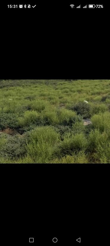 Həyət evləri və villalar: 100 sot, Biznes üçün, Makler, Bələdiyyə