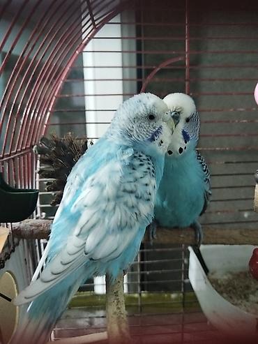 Tutuquşları: Bir Cüt Qəfəslə Birlikdə Hazır Maya Papuqay Satılır Dişi Quş Hal — 3