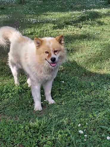 povodac za velike pse: Poklon - Mešanac akita inu i samojeda, star 2 godine, trazi svoj — 3