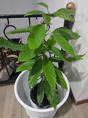 avocado косметика: Авокадо (Persea americana) в горшке - Домашний саженец авокадо с — 4