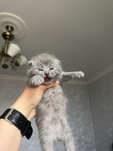 Pişiklər: Britan, Dişi — 14