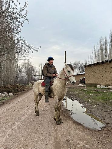 Лошади, кони: Продаю | Жеребец — 4