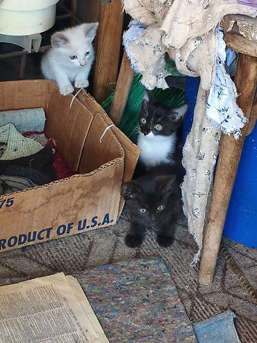 кот и пес: Котята - 4 очаровательных малыша из одного помёта: светлый — 2