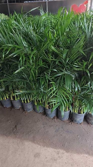 Другие комнатные растения: Комнатное растение с длинными, узкими листьями насыщенного зеленого — 3