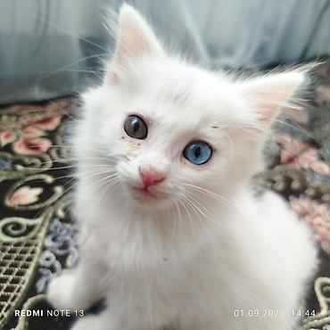 кошка манас: Ангорская, 2 месяца, Девочка, Белый — 2