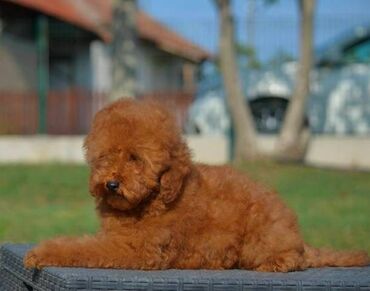 Psi: Patuljasta pudla, muški štenci Odgajivačnica "Team AS Trajkovic" u — 6