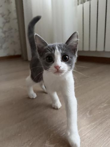 Продажа кошек: Шотландская прямоухая кошка (мальчик ) короткошёрстный, окраса биколор — 3