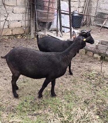Keçi, çəpiş: Təmiz orginal murciyano keçiləri yetik boğazdılar 6 dənə keçidi — 4