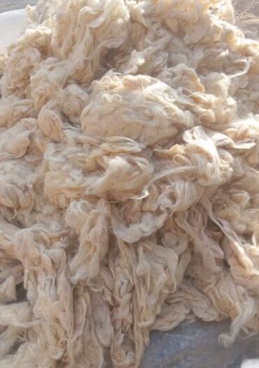 Çaydanlar: Qoyun yunu satılır.Çəkisi 900 kq.Çirklidir.Real alıcılar əlaqə