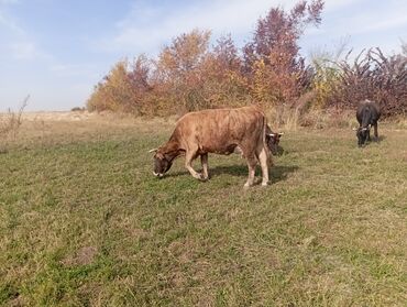 продаю в связи с переездом: Продаю | Корова (самка) | Полукровка | Для молока