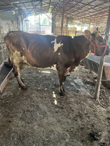 продам быка живым весом: Продаю | Корова (самка) | Голштин | Для молока | Стельные