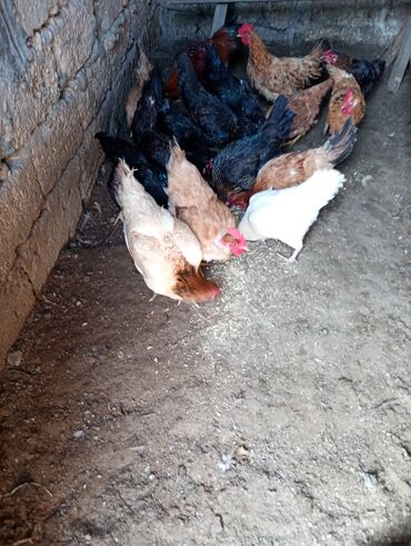 Toyuqlar: Salam. Toyoq. Xoruz. satlır. Ünvan. Şüvələn. qiymət. toyoq. 13 — 3