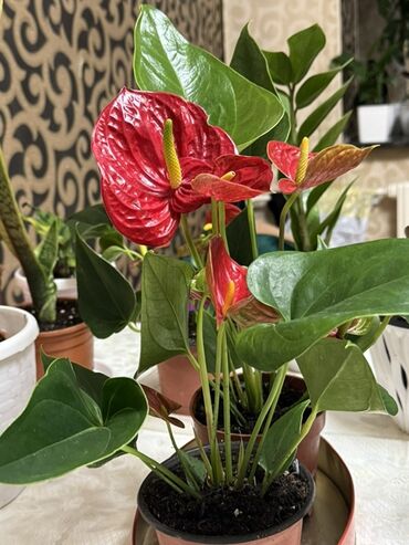 цветы тещин язык: Комнатные растения в горшках: - Антуриум (Anthurium andreanum) с
