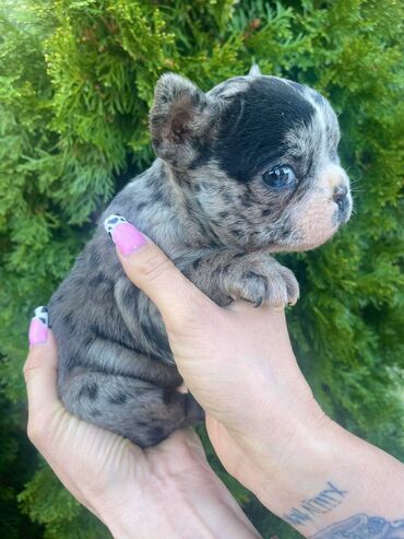 Psi: Odgajivacnica "Happy Puppies" ima u ponudi prelepe stence francuski na lalafo.rs — 1 Psi: Odgajivacnica "Happy Puppies" ima u ponudi prelepe stence francuski — 1