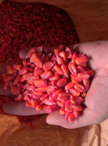 семена чиа цена бишкек: Семена и саженцы Кукурузы, Самовывоз