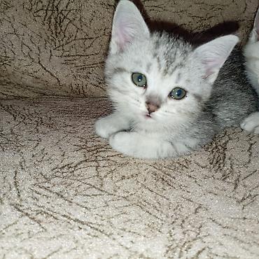 Pişiklər: Britan — 9