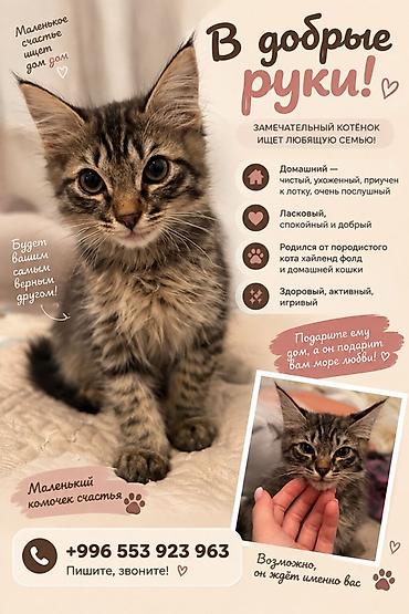 британские кошки: Кошка даром: Скотиш Страйт (Шотландская прямоухая), 3 месяца, Мальчик, Приучена к лотку — 1