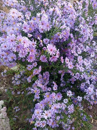 Продажа домов: Дача, 60 м², 3 комнаты — 7