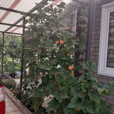 Продажа домов: Дача, 28 м², 2 комнаты — 1