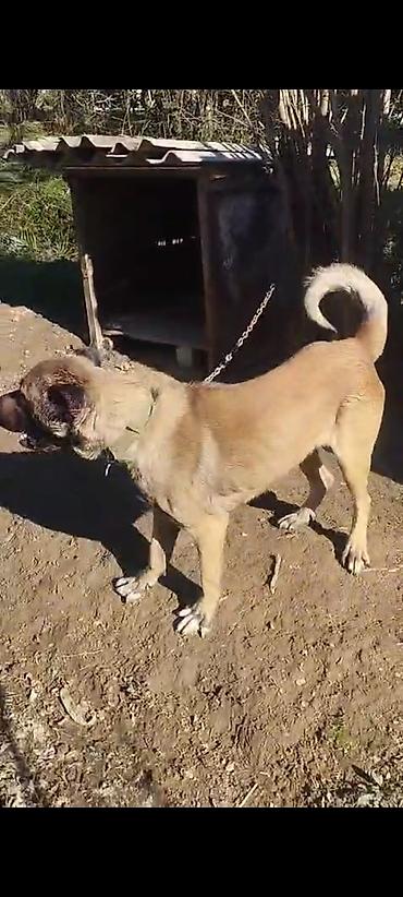 Kanqal, 2 il, Erkək
