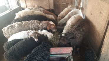 стрижка овец сокулук: Продаю | Овца (самка)