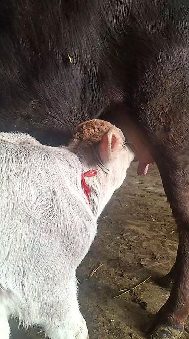 Козы, козлы: Продаю | Коза (самка) | Полукровка | Для молока — 5