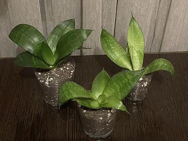 большой фикус: Сансевиерия ханни Sansevieria trifasciata 'Hahnii' (разновидность с — 1