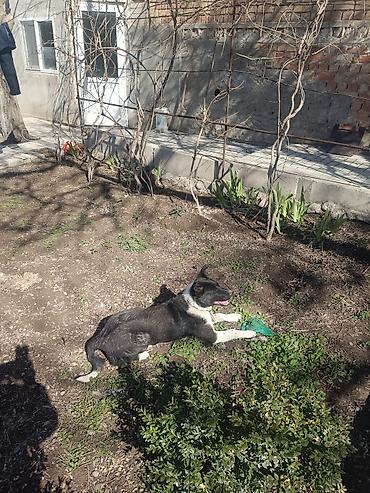 Продажа собак: Колли, 7 месяцев, Самец — 13