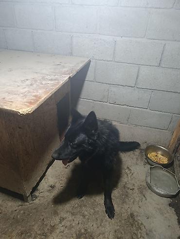 Продажа собак: Немецкая овчарка, 2 года, Самец — 15