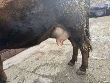 Коровы, быки: Продаю | Корова (самка) | Для разведения | После отела — 8