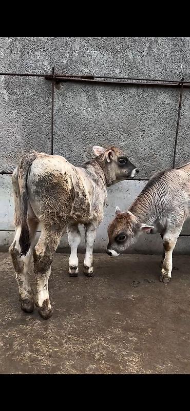 Dana, buzov: Məhsul: Dana balaları (2 baş) Xüsusiyyətlər: - Cins tipi: yerli -da lalafo.az — 6 Dana, buzov: Məhsul: Dana balaları (2 baş) Xüsusiyyətlər: - Cins tipi: yerli — 6